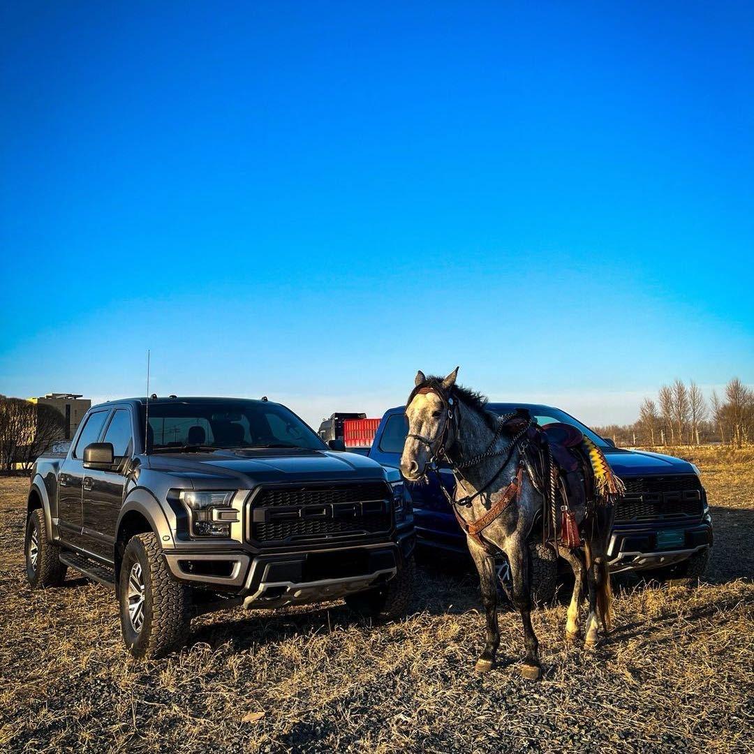 🌴内蒙 大拿🌴