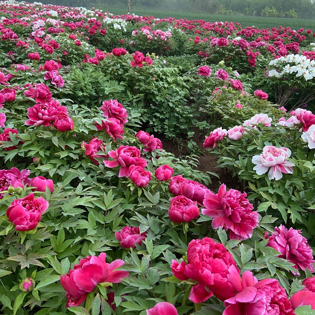 洛阳老张牡丹花卉种植脉脉