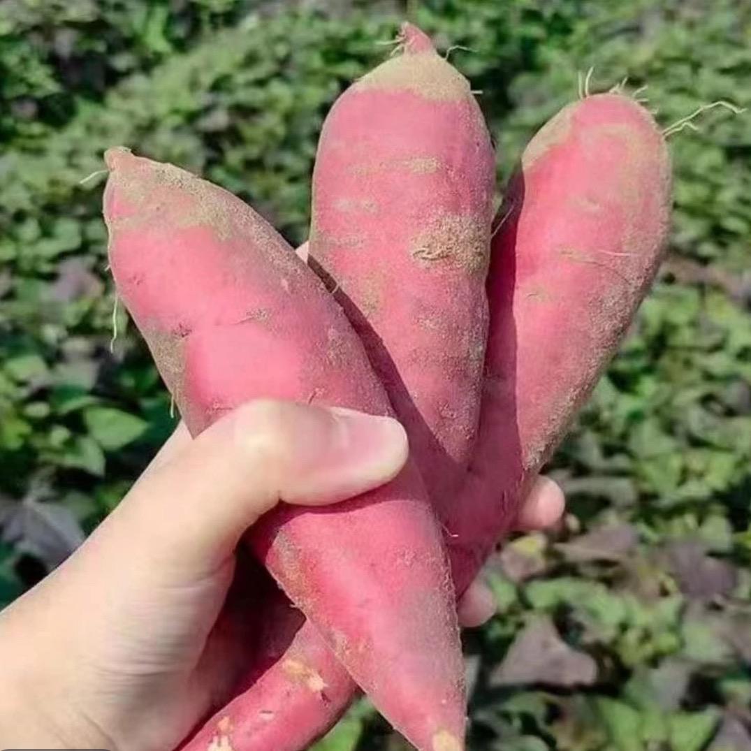 齊絲鲜果
