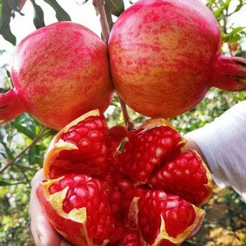 小能果树苗木专营店大枣园