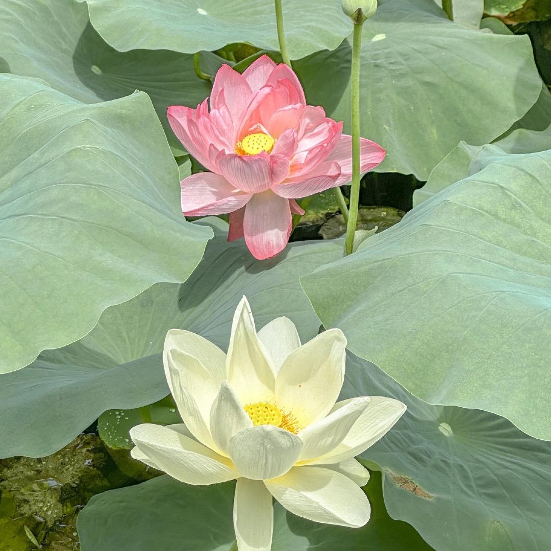 菡萏🪷
