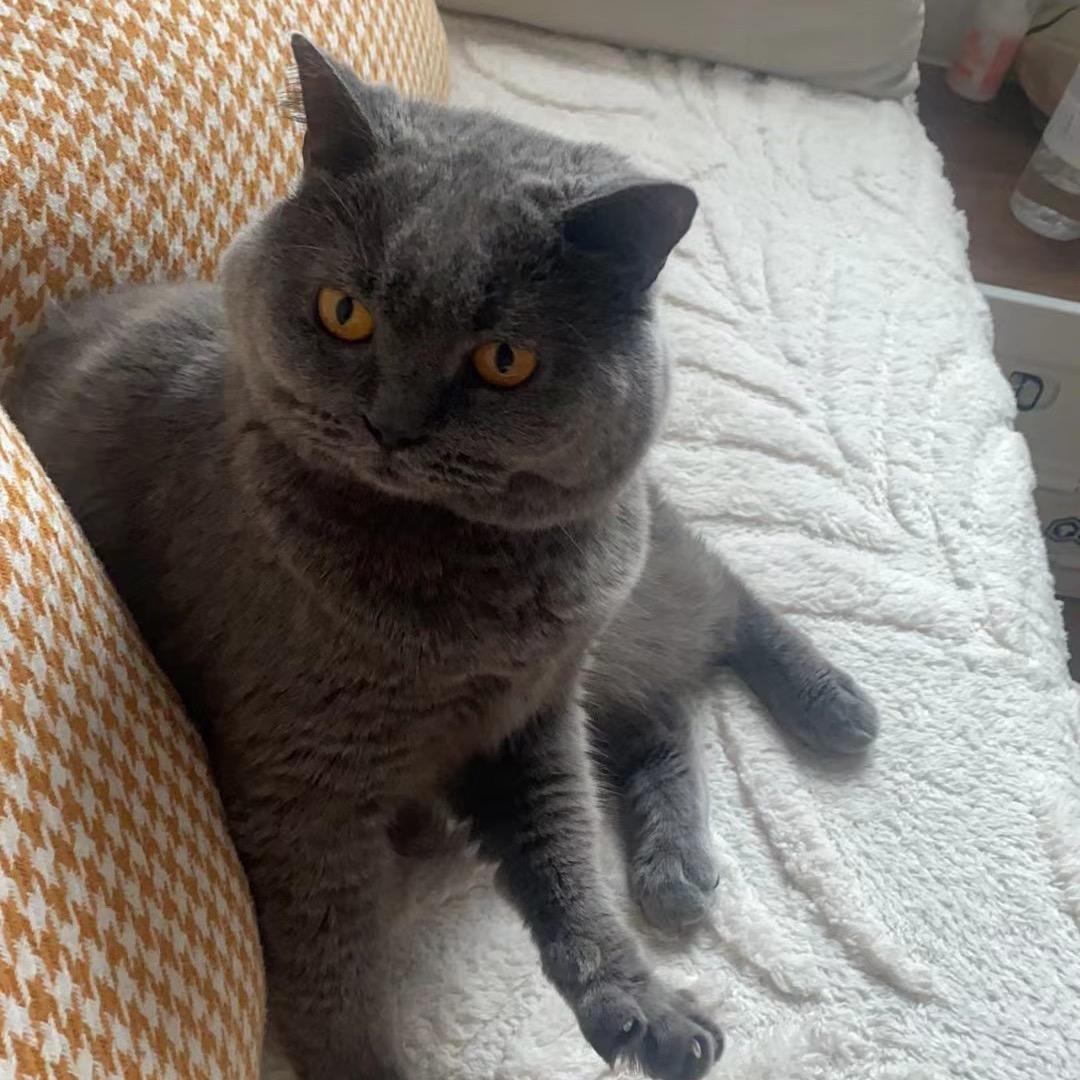 望子锅