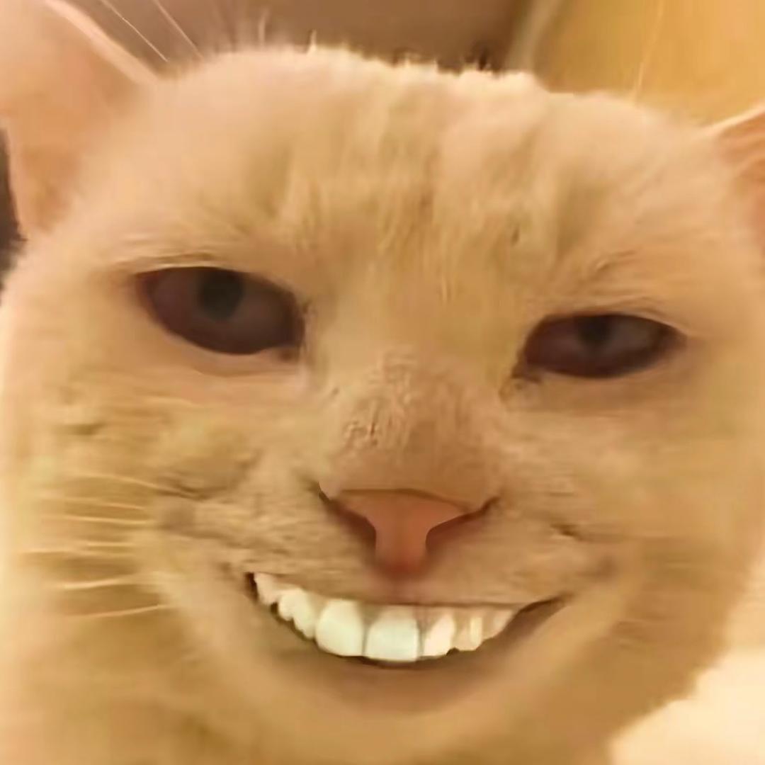 搞笑的小喵