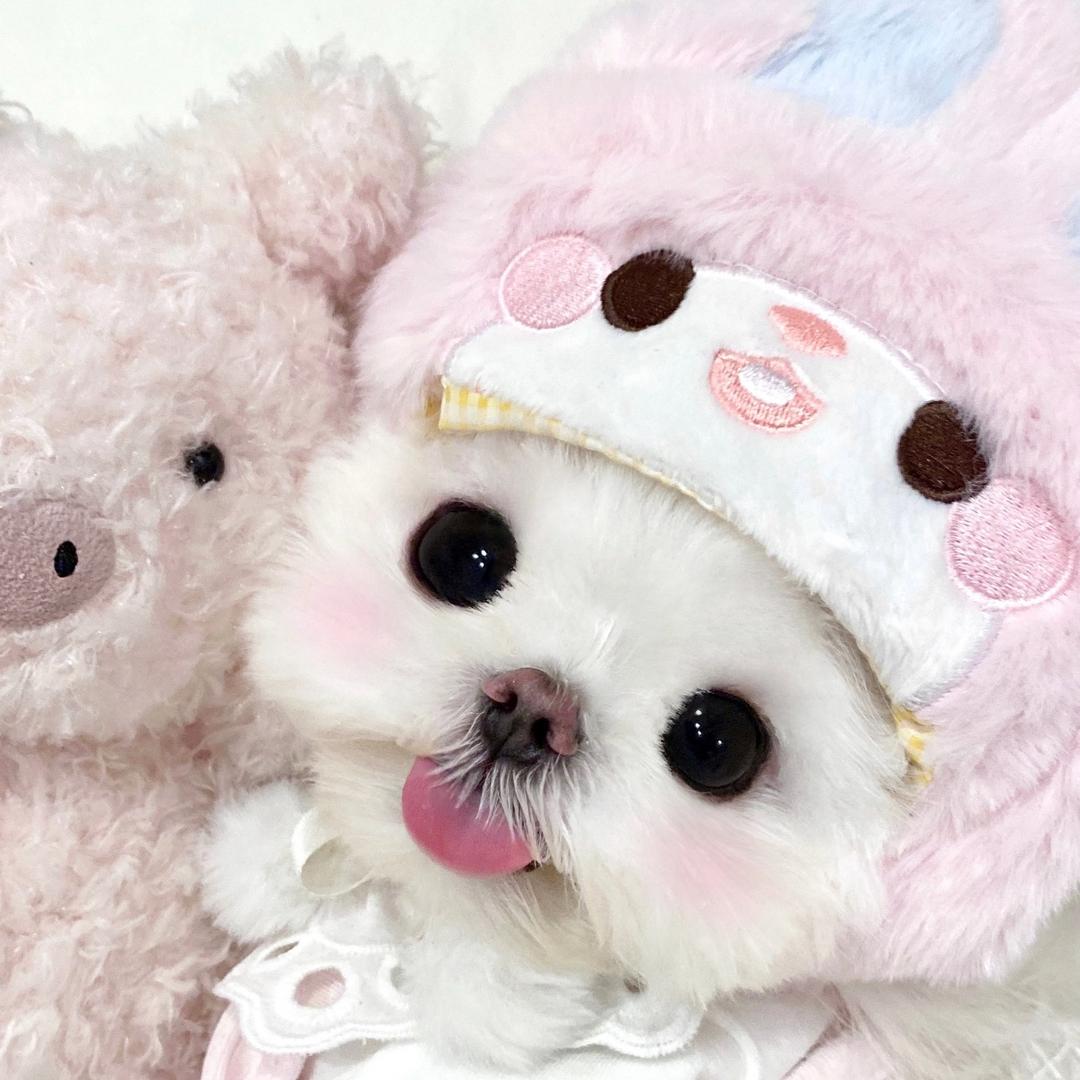 包包🐷