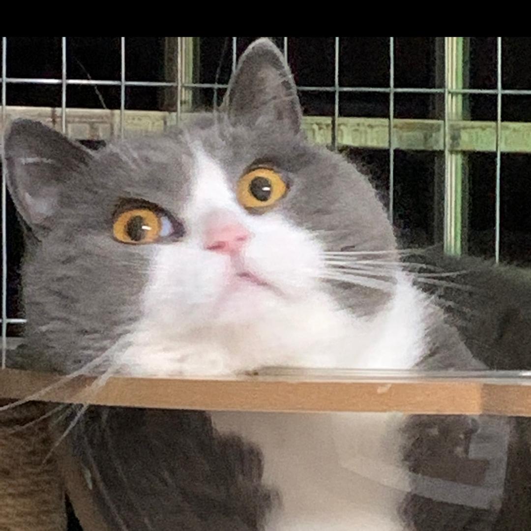 慈菇丁