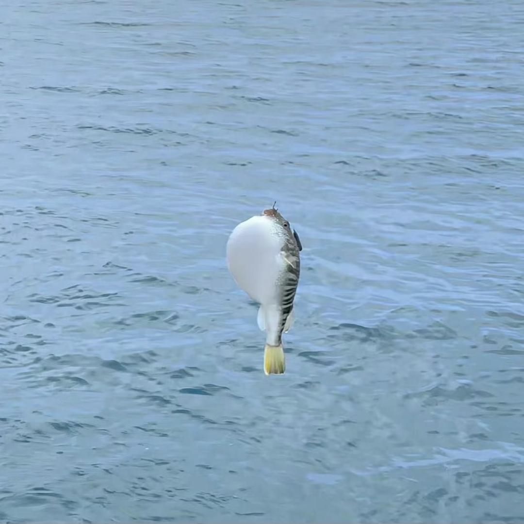 阿扁