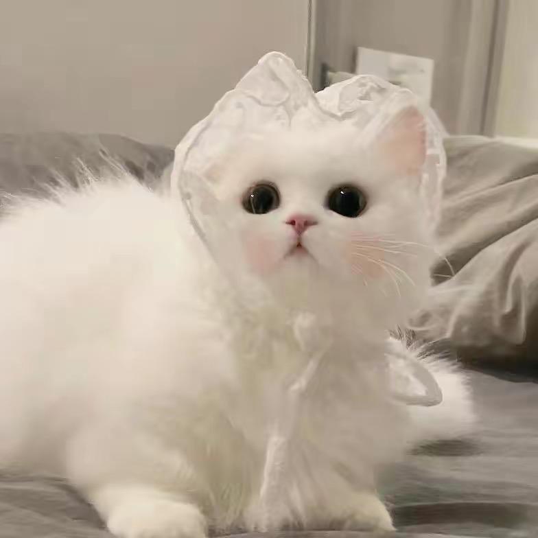 猪脚饭003