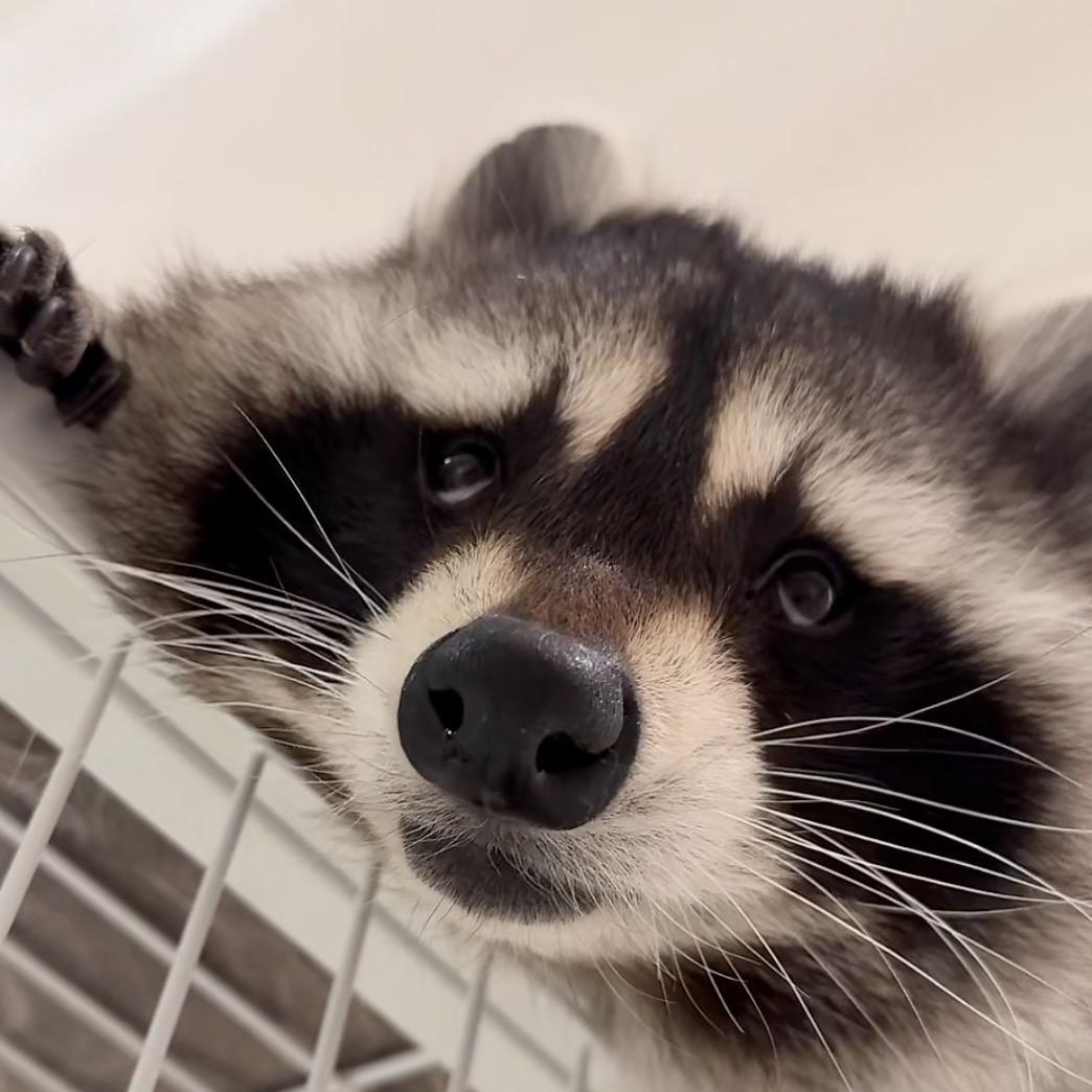 安静的宠物@抖音