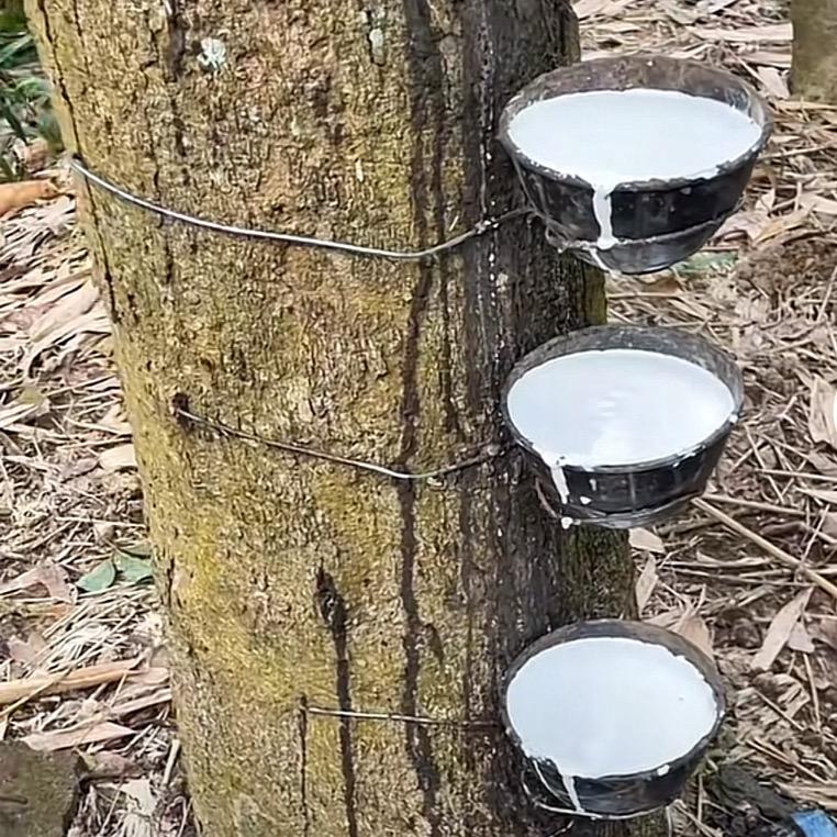 海南招割胶工人