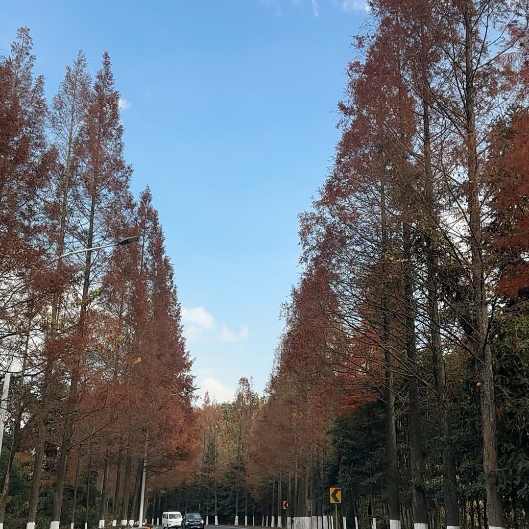 陈天真。
