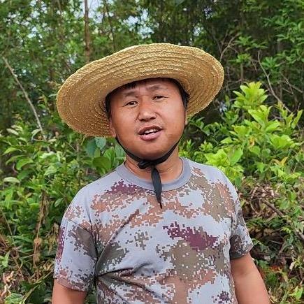 昔归茶区  临沧长村普洱茶