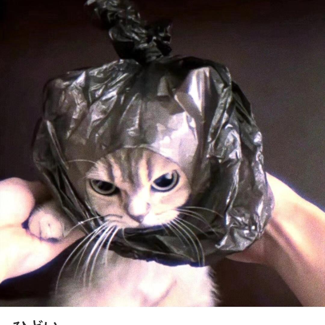 麻醉小猫