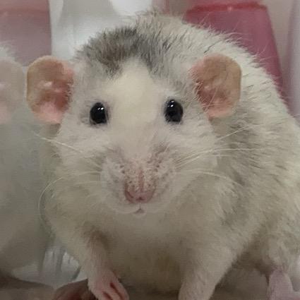 刘奶奶找牛奶奶买榴莲牛奶