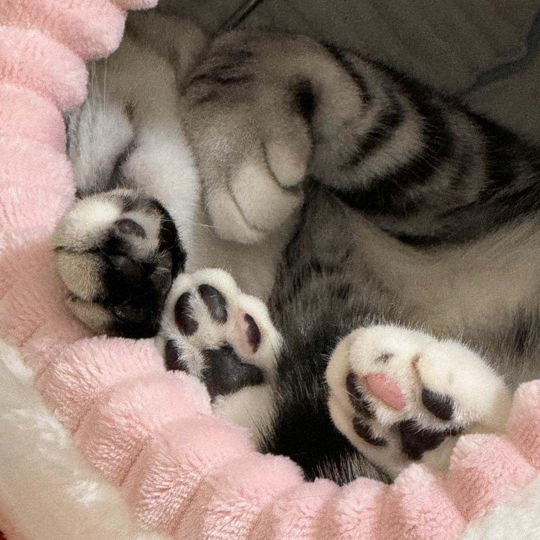 想吃揪揪的猫腩