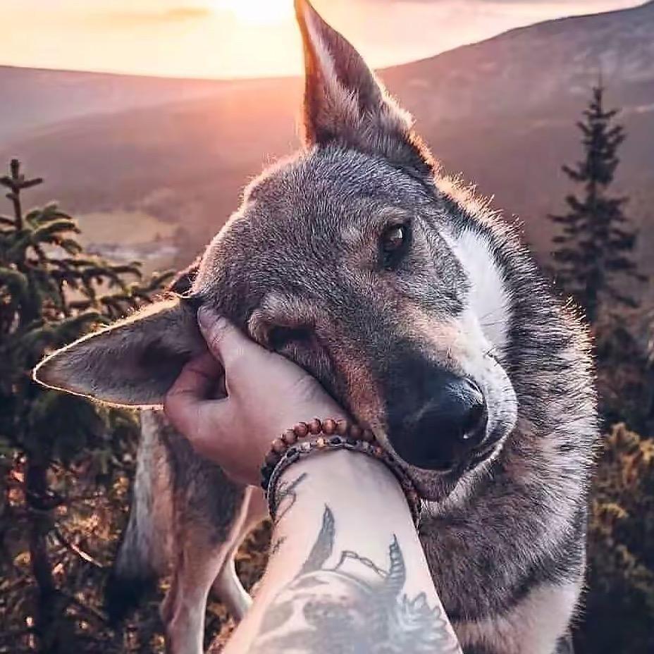有绝活的老二🐺（买狗私信）