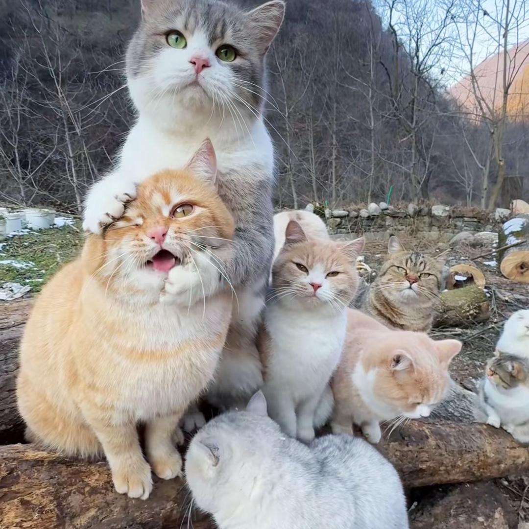 折花