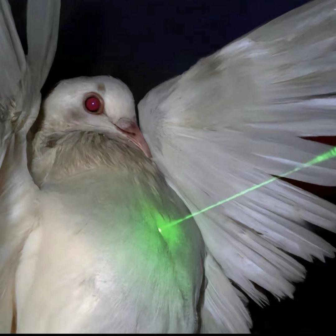 thy