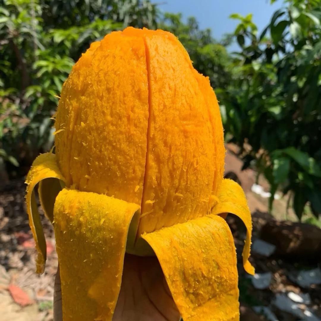 胖胖的芒果😜