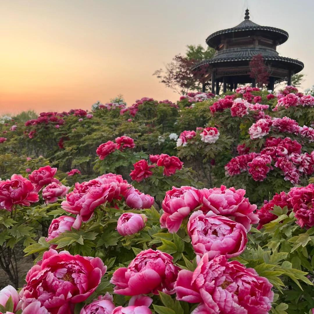 菏泽祺美牡丹