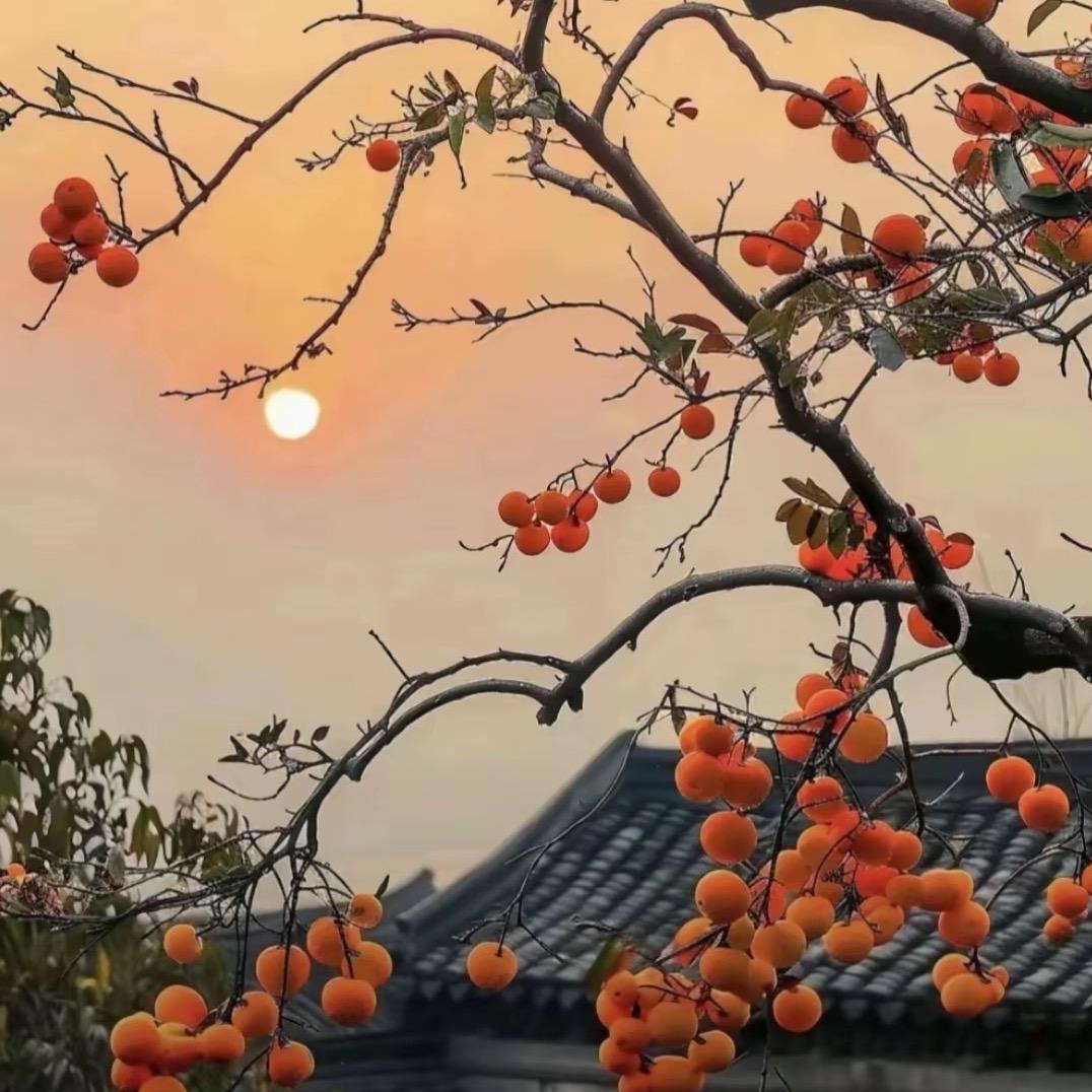 梅子