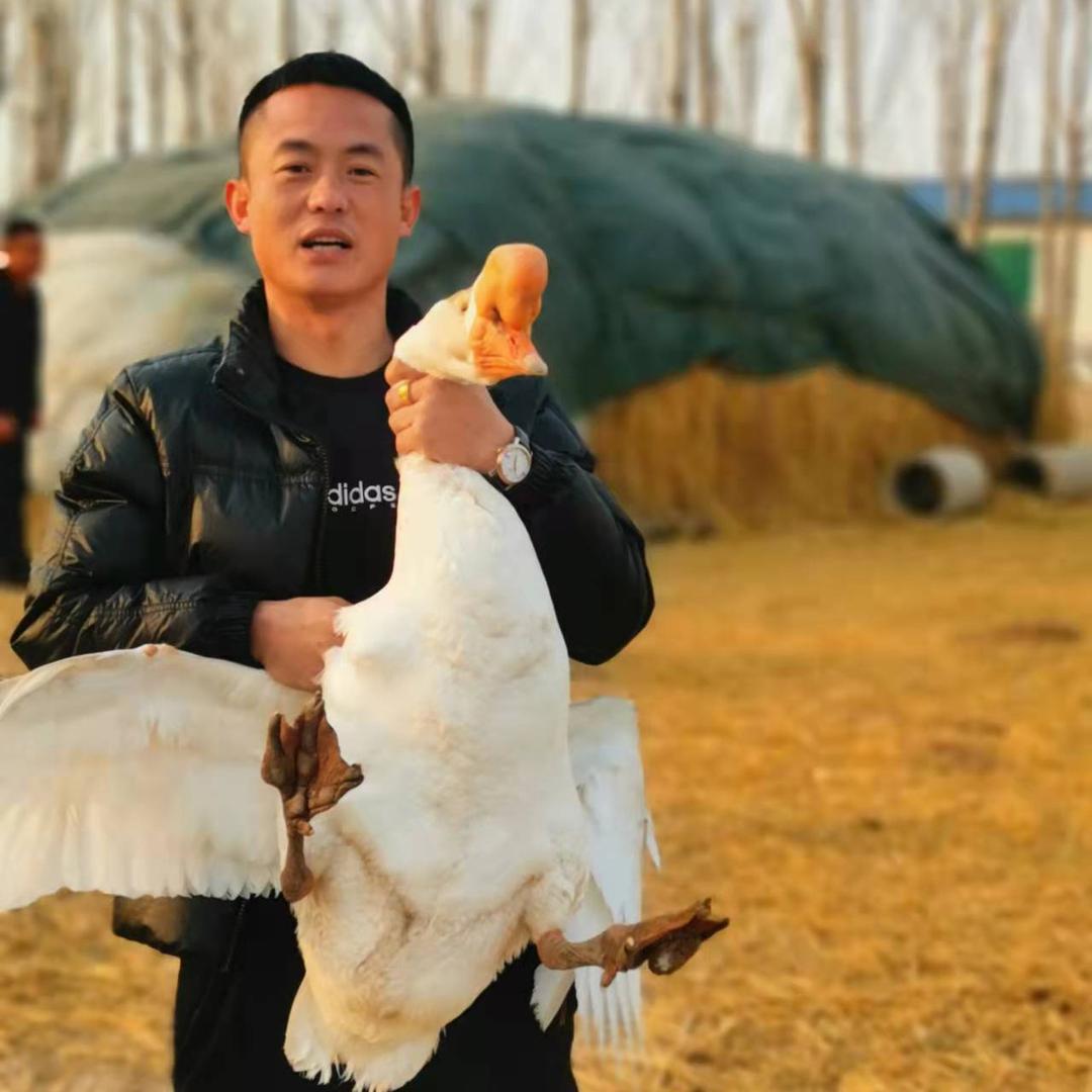 彬子鹅业放鹅苗（回收成品鹅）