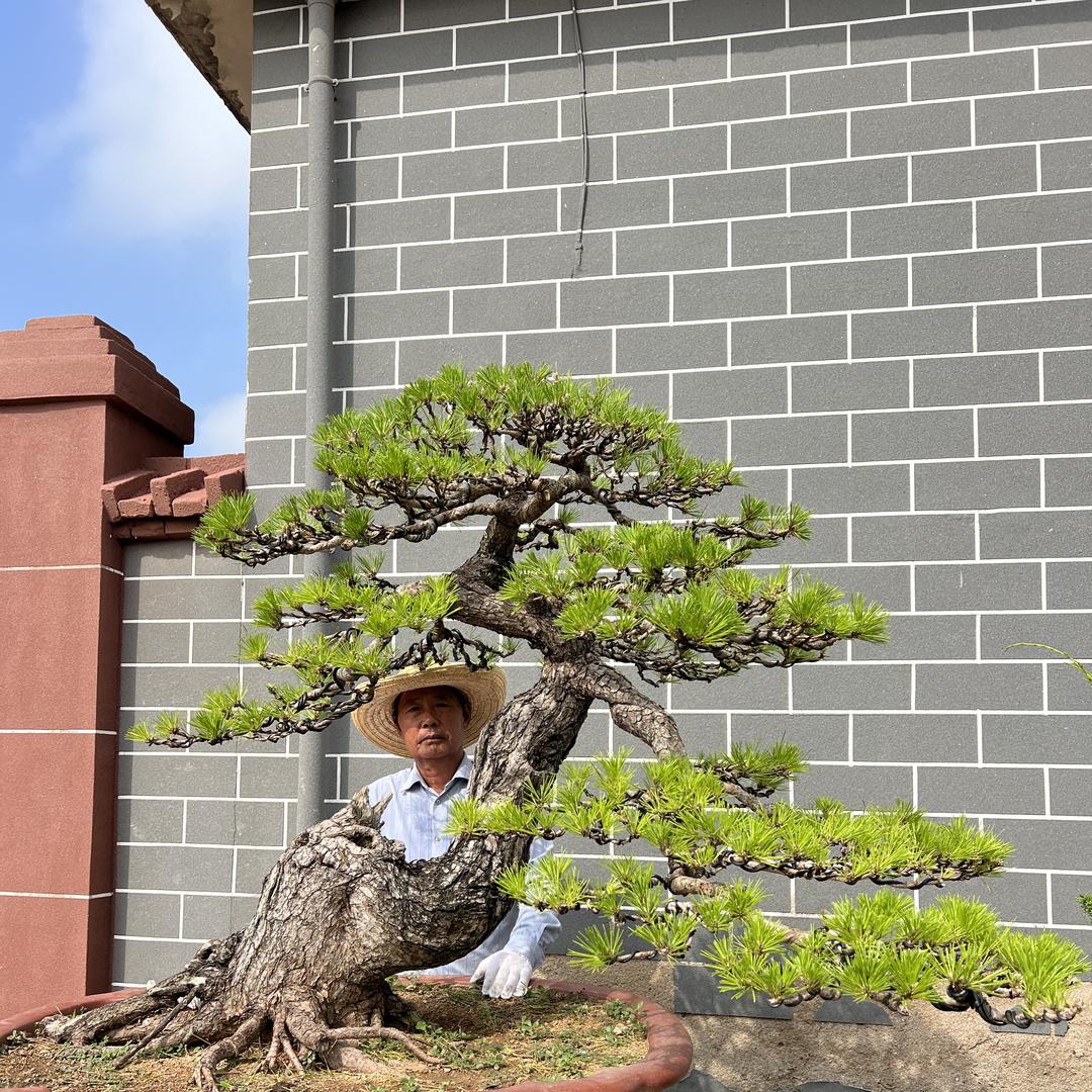 金山盆景园