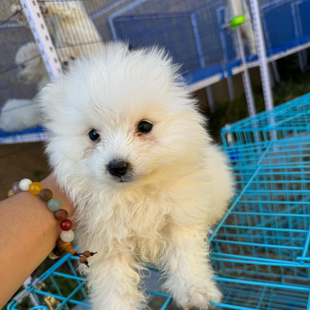 锦诚犬舍