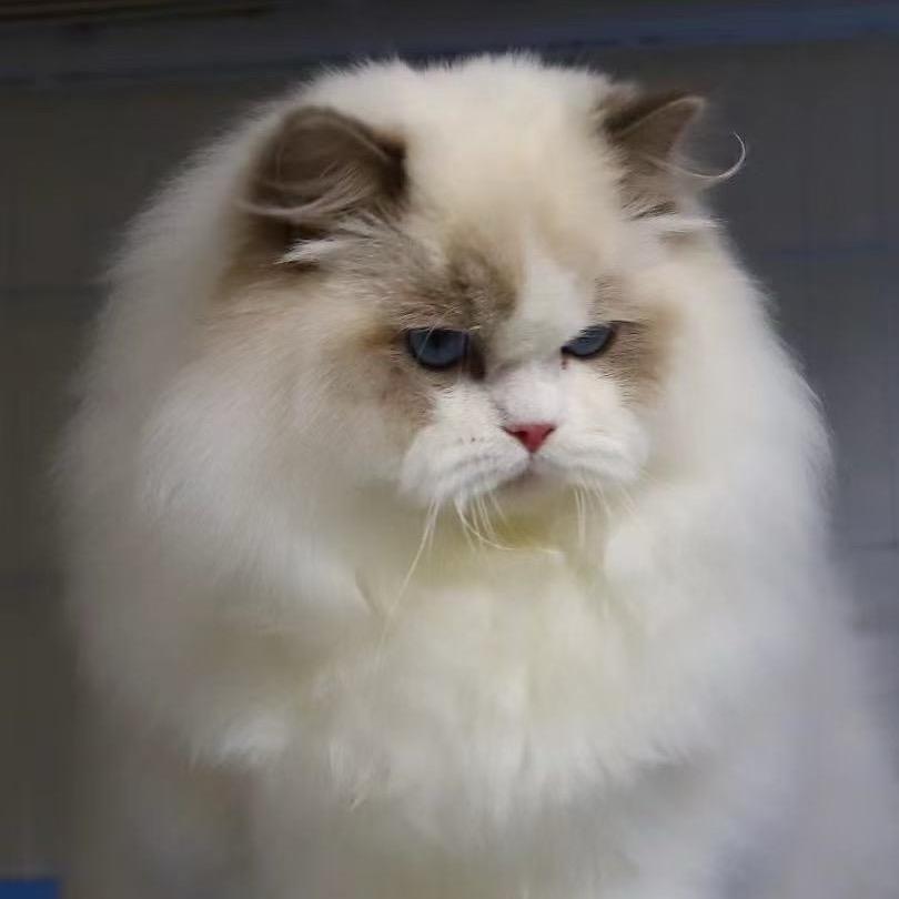 小雪布偶猫