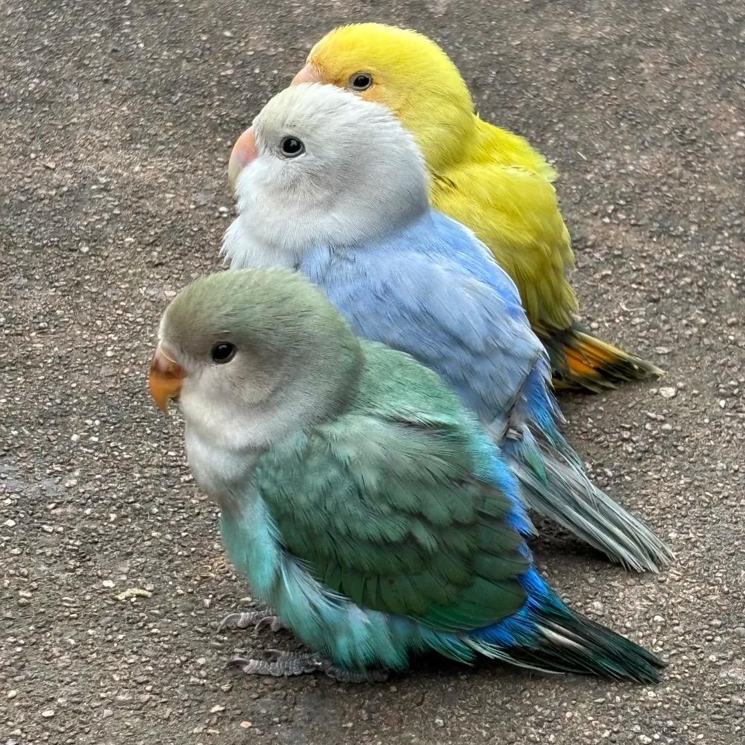 鹦羽萌宠