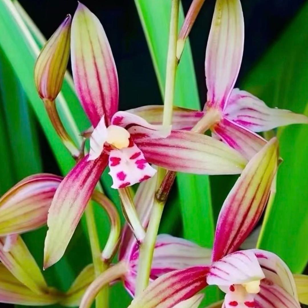 ZICO绿植花卉园艺