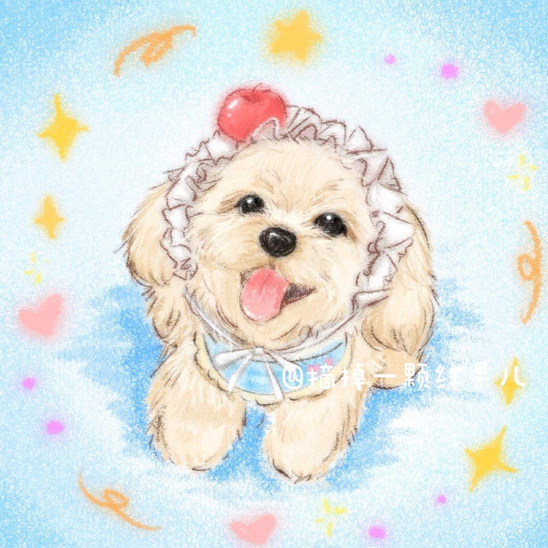 小伞的猫狗日记