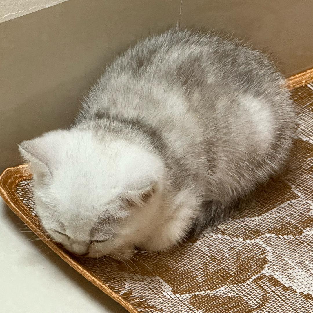 伤心西瓜