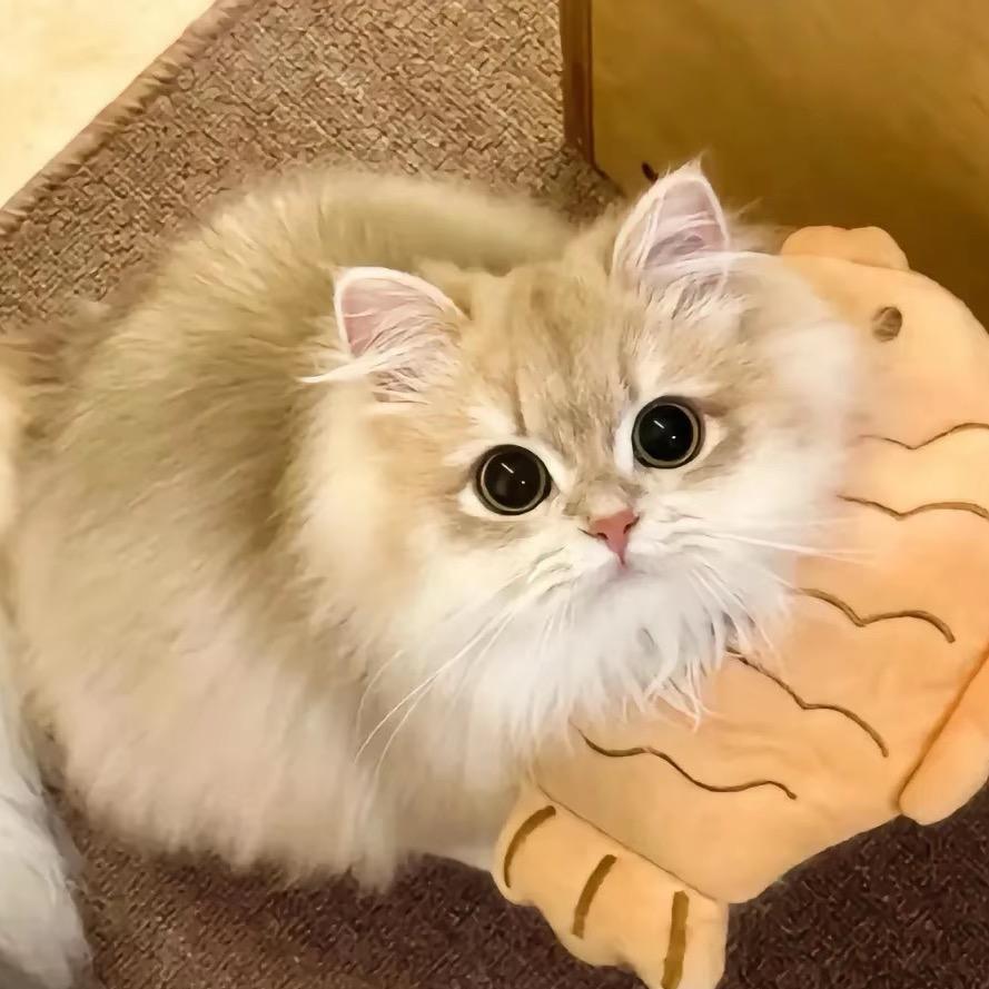 🐱