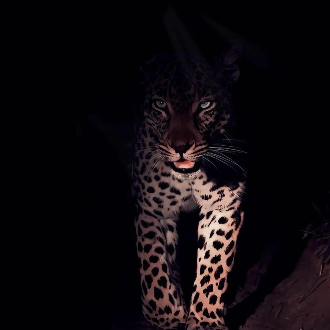 疆来·扎巴依【1986】