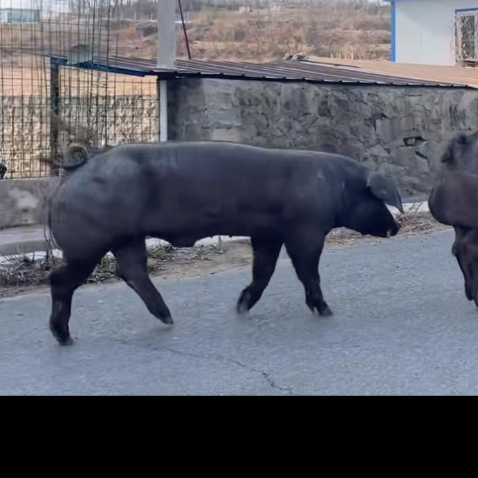 曲靖种猪繁殖基地