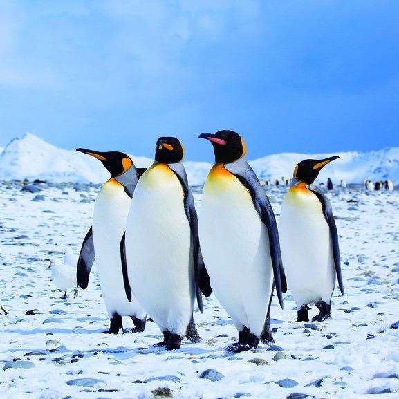🐧南极企鹅🐧