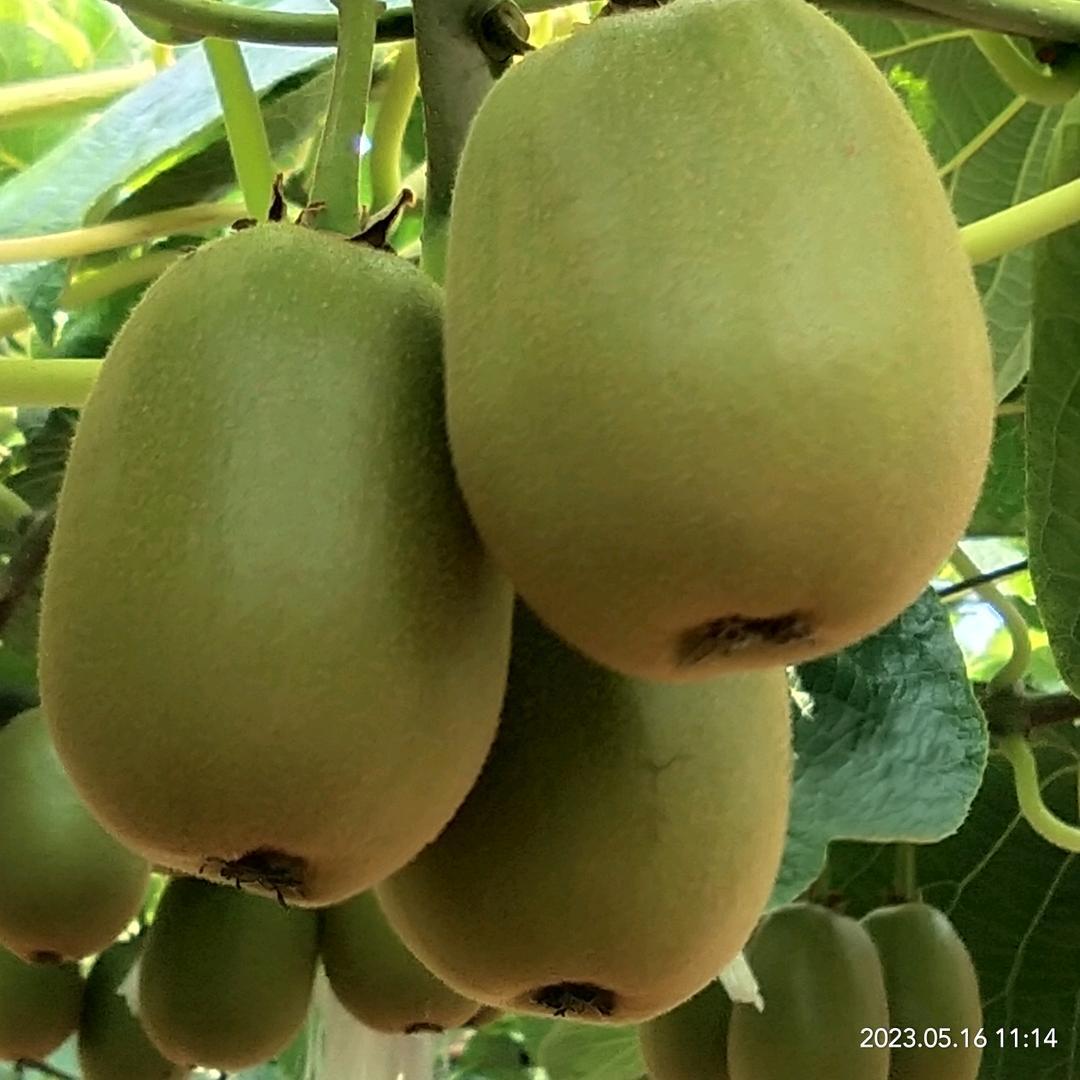 眉州福满园水果甄选