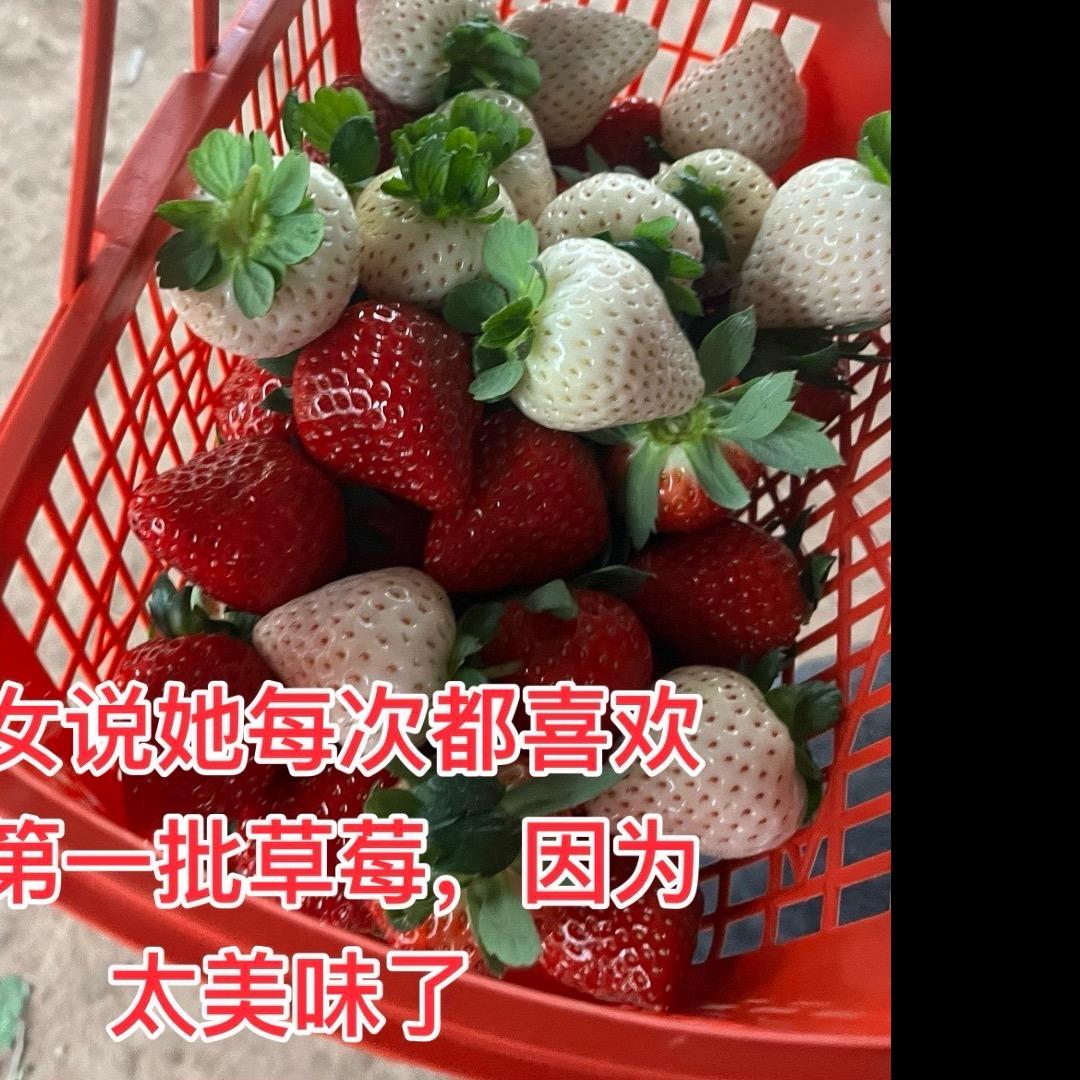 卷洞桥草莓采摘园官方号