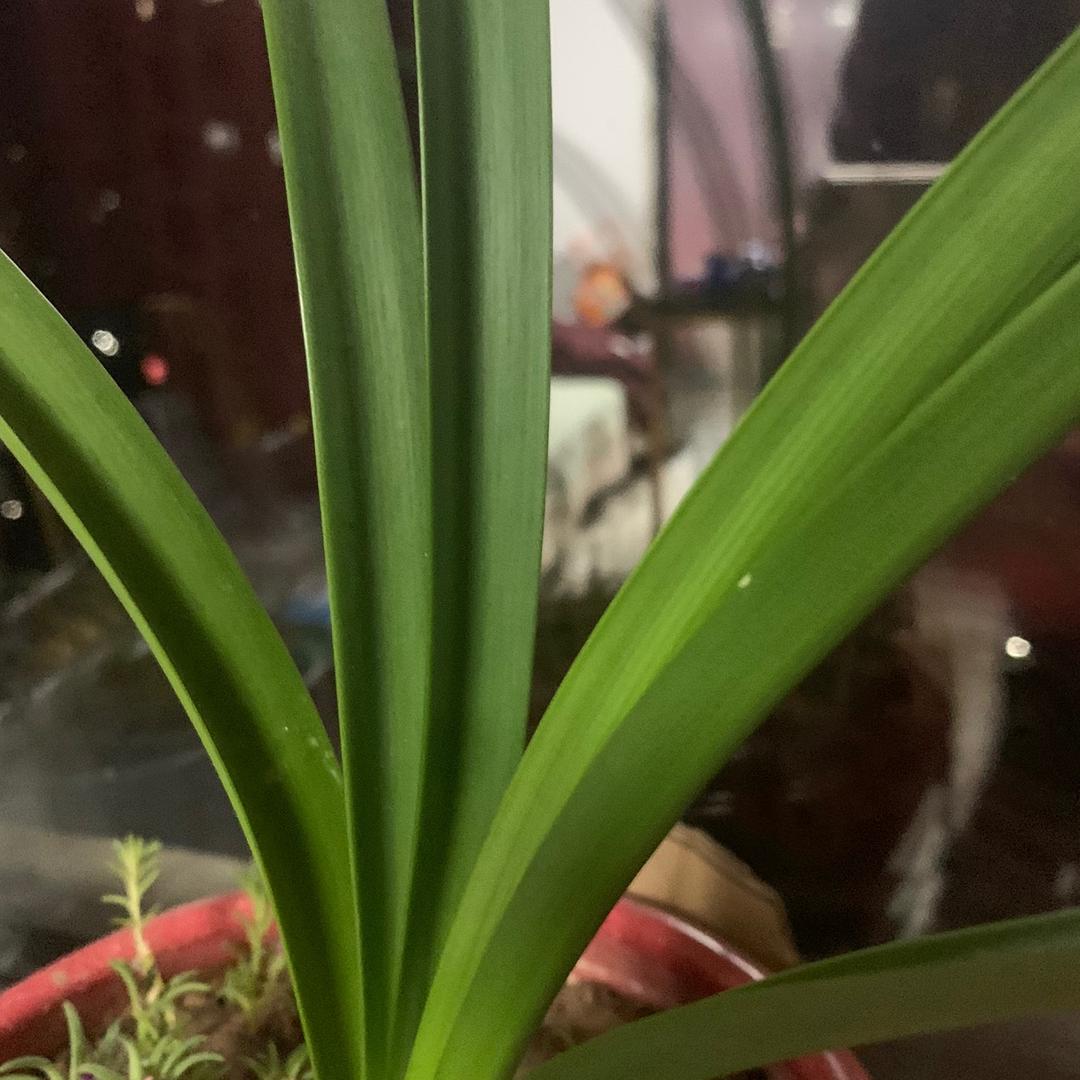 伊琳