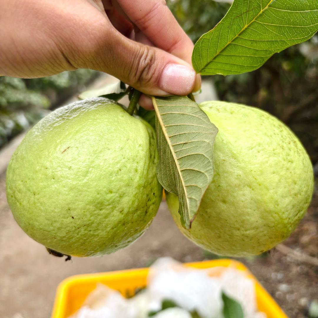 南方优鲜水果店