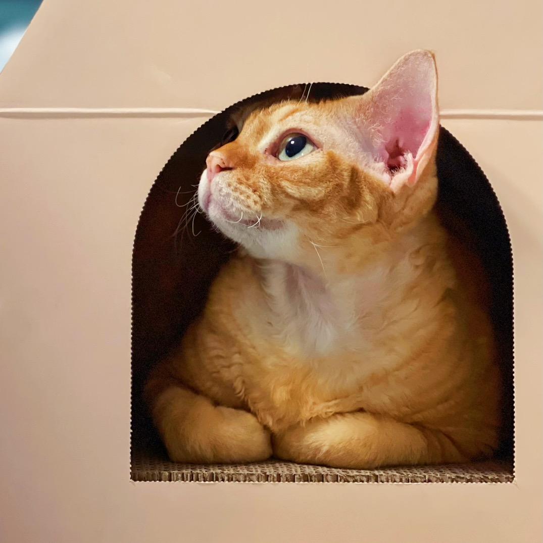 氧气猫