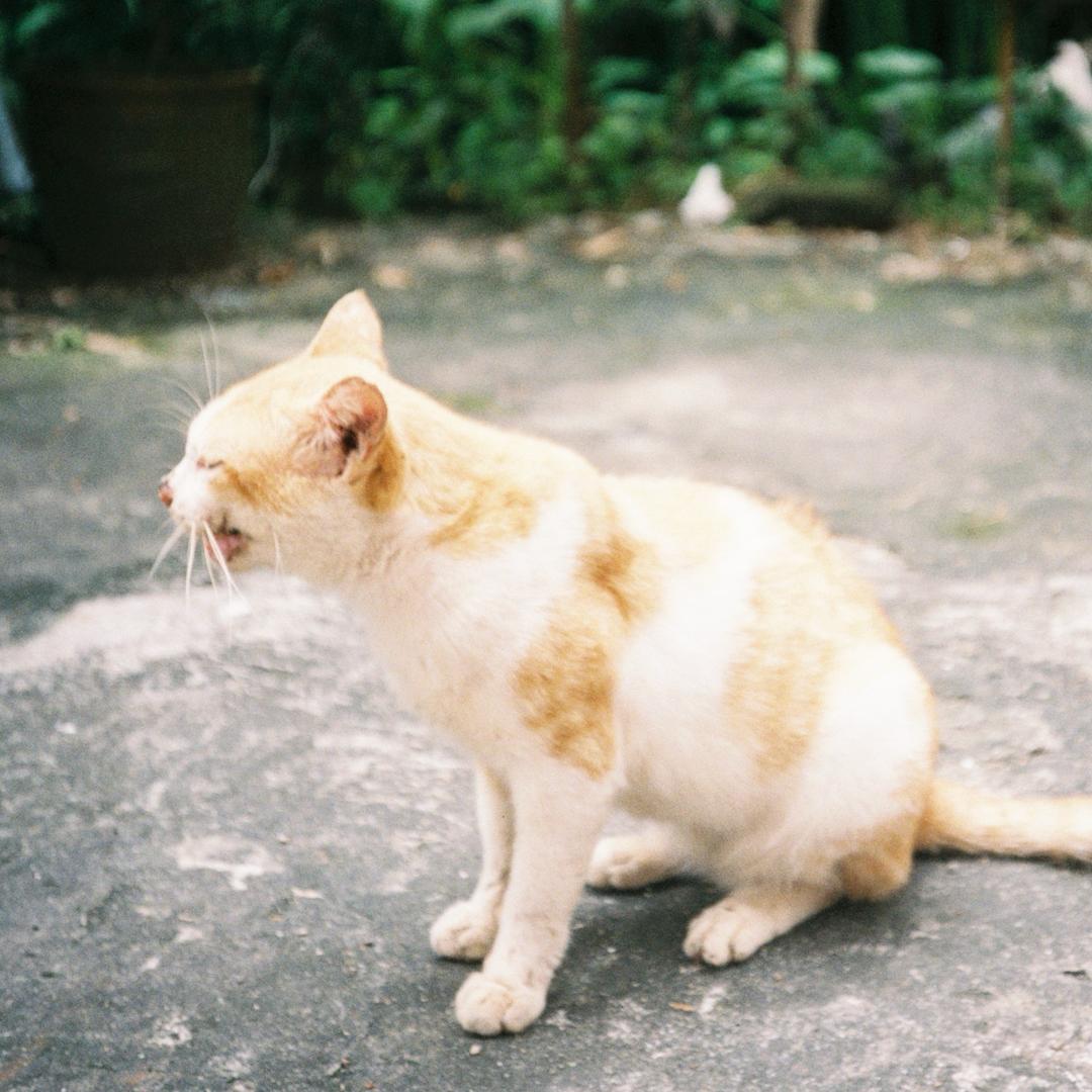 ㅤㅤㅤ肇秋二九