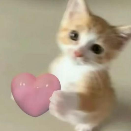 猫仔