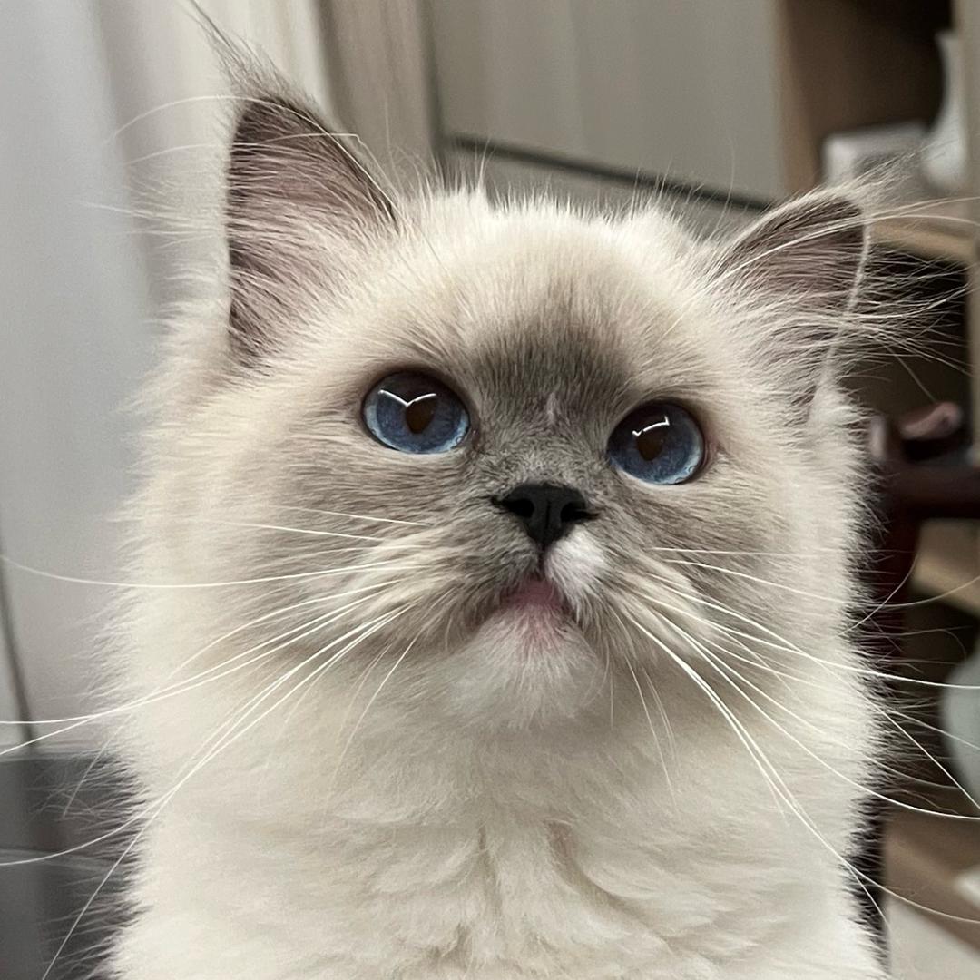 咕噜咕噜的小猫