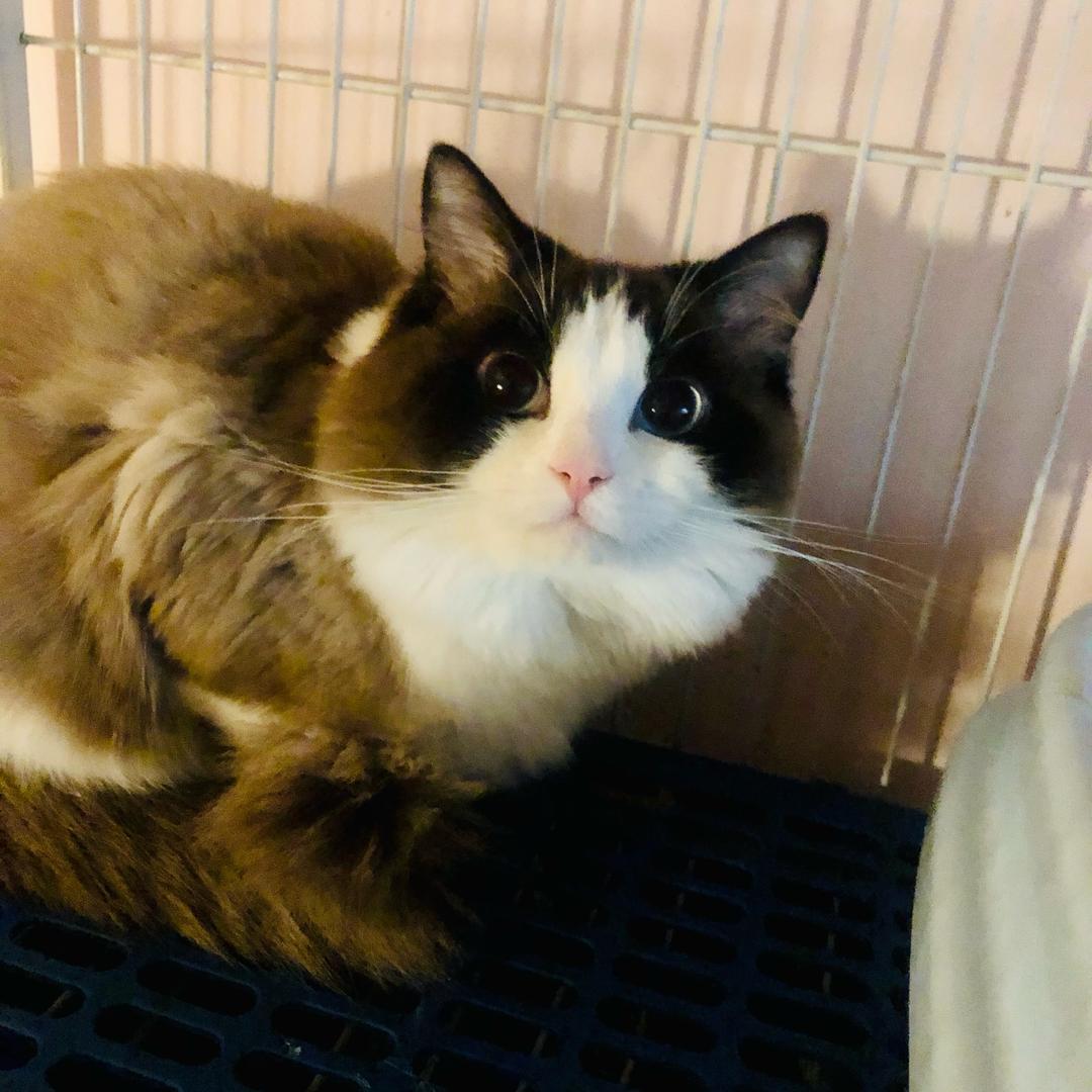 猫的日常