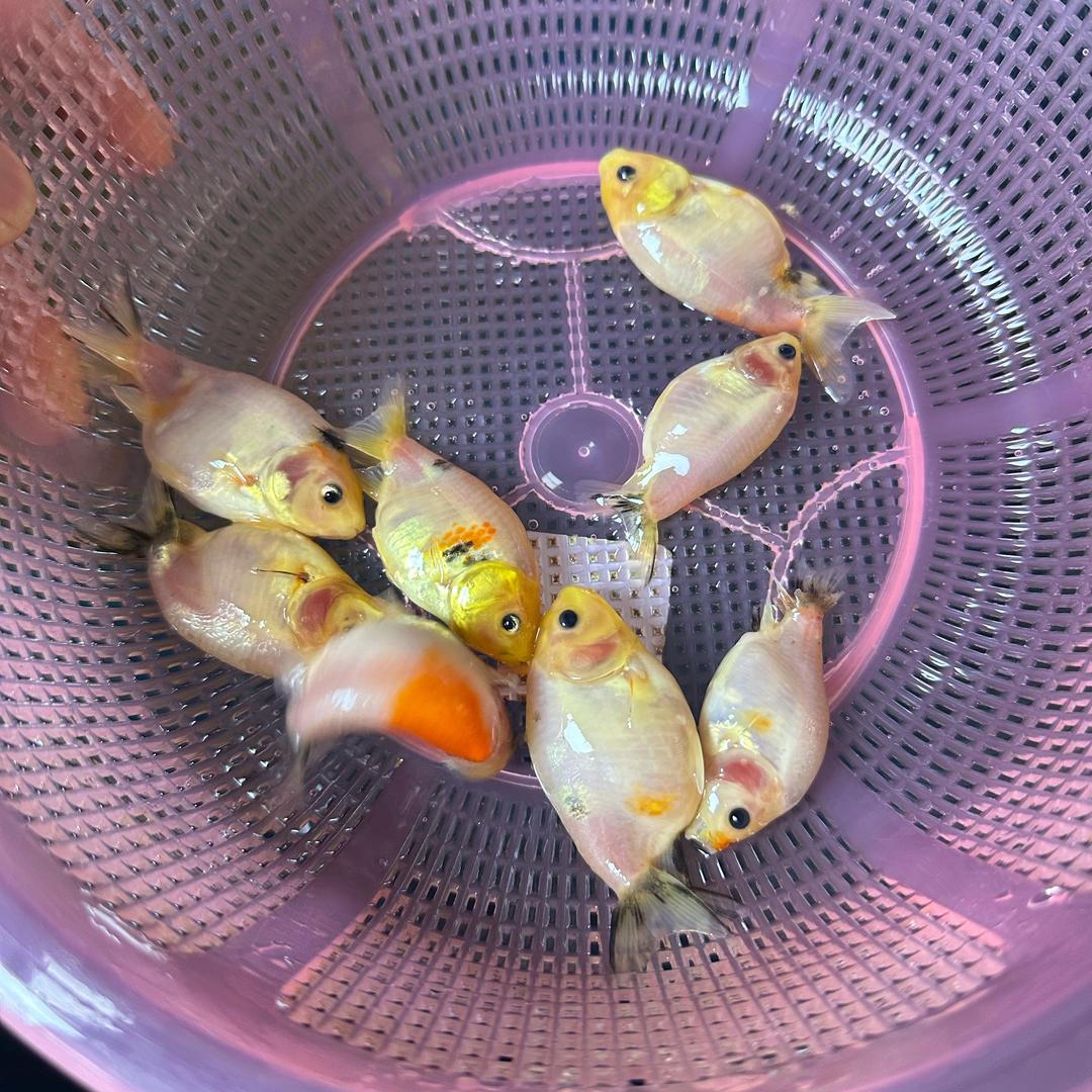 鱼需宠物严选店