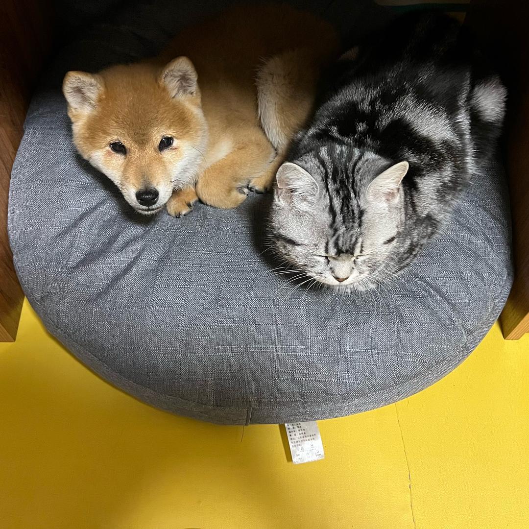 训犬师大龙（十万粉丝送豆柴）