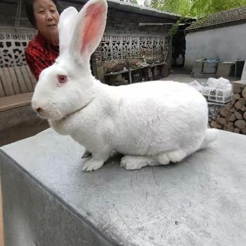 贻凯兔业精品小铺