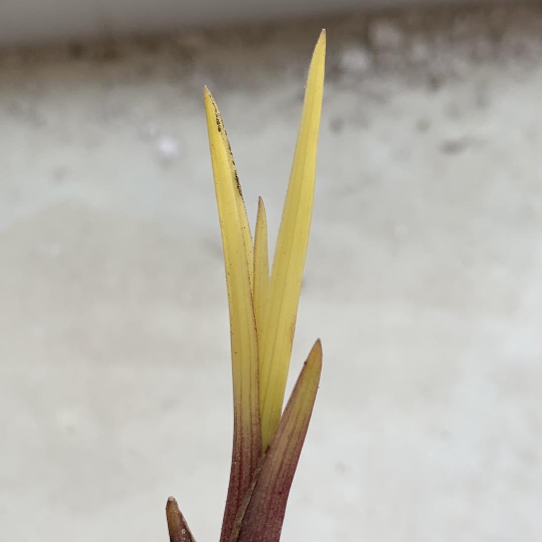 荆楚兰香