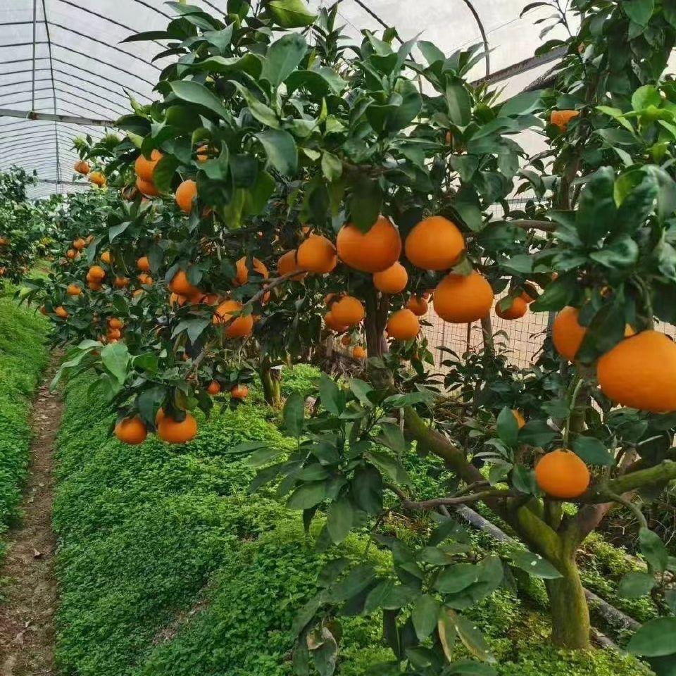 小雨象山红美人产地